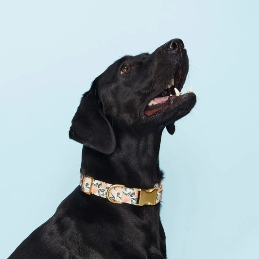 Floral Dog Collar