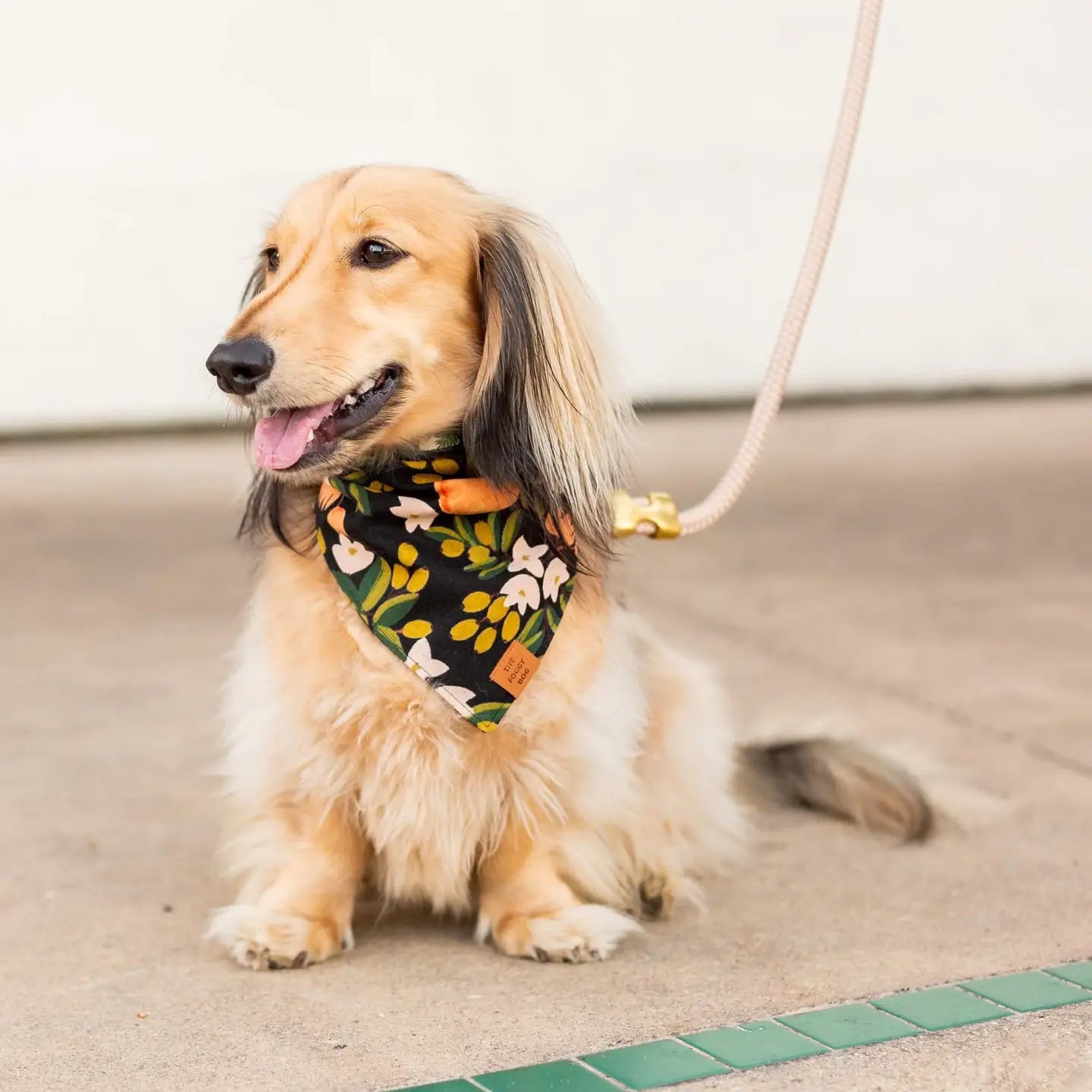Marine Rope Dog Leash